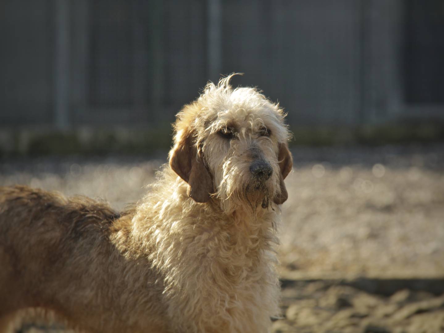 Foto dell'animale