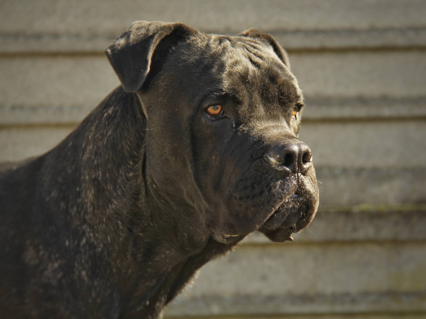 Adozione cane, maschio, Razza sconosciuta Razza sconosciuta, 1 anno e 10 mesi , taglia media, Lodi