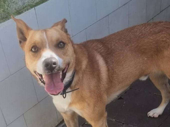 Adotta un cane, taglia media contenuta, maschio, Caserta