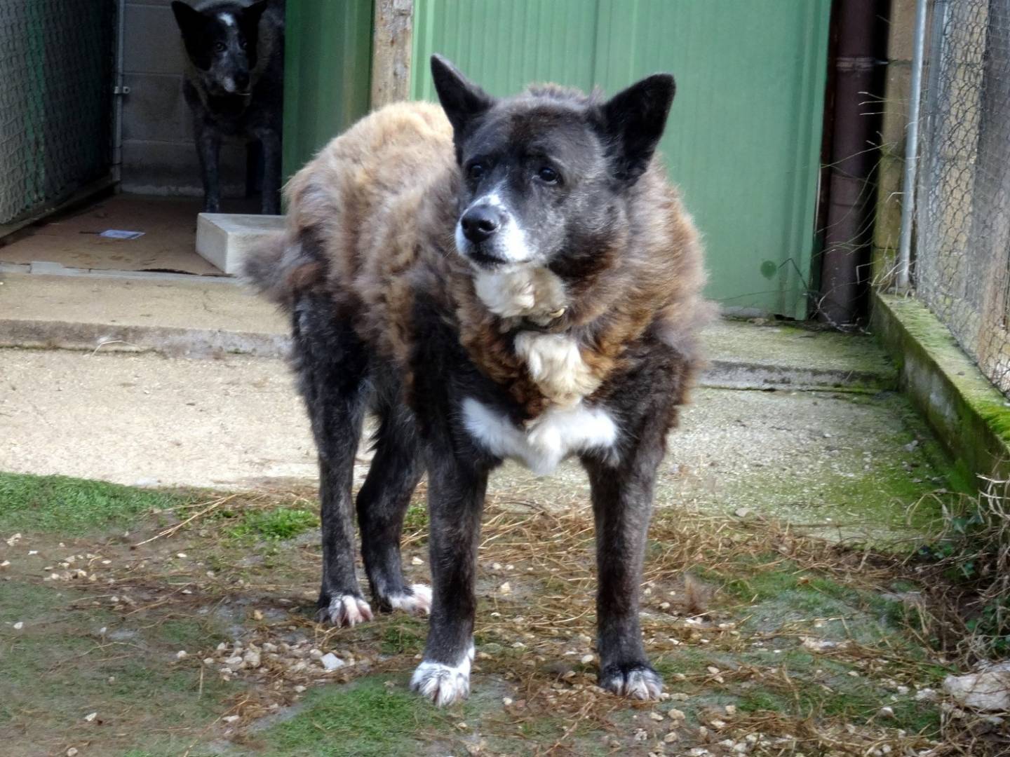 Adotta un cane, maschio, 13 anni  e 4 mesi , Roma