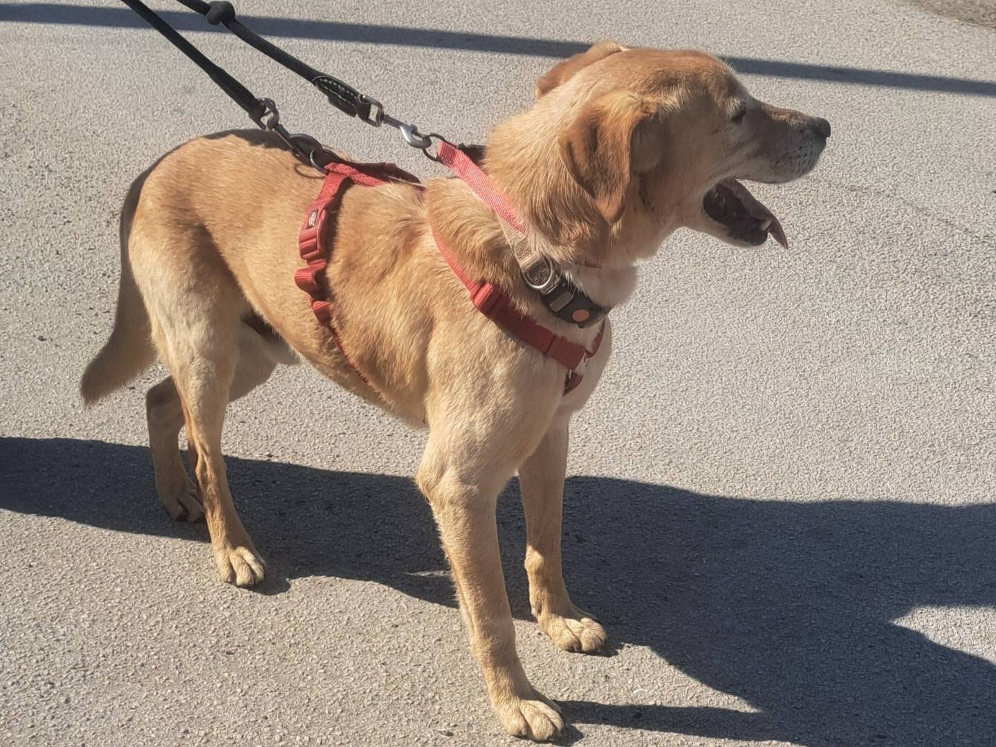 Adotta un cane, taglia media, maschio, Caserta