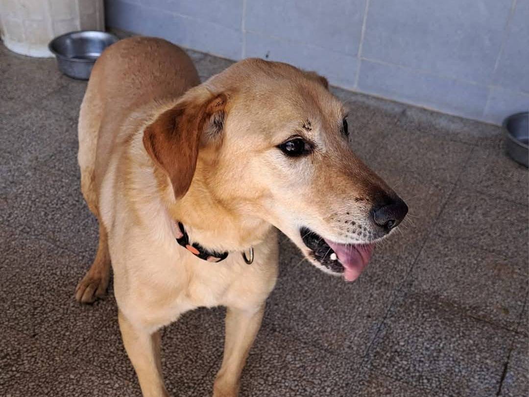 Vuoi adottare un cane a Caserta?