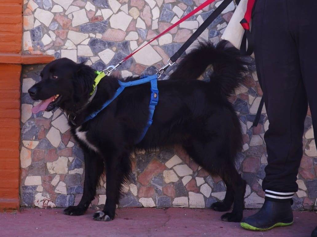 Adotta un cane, maschio, 3 anni  e 10 mesi , Caserta