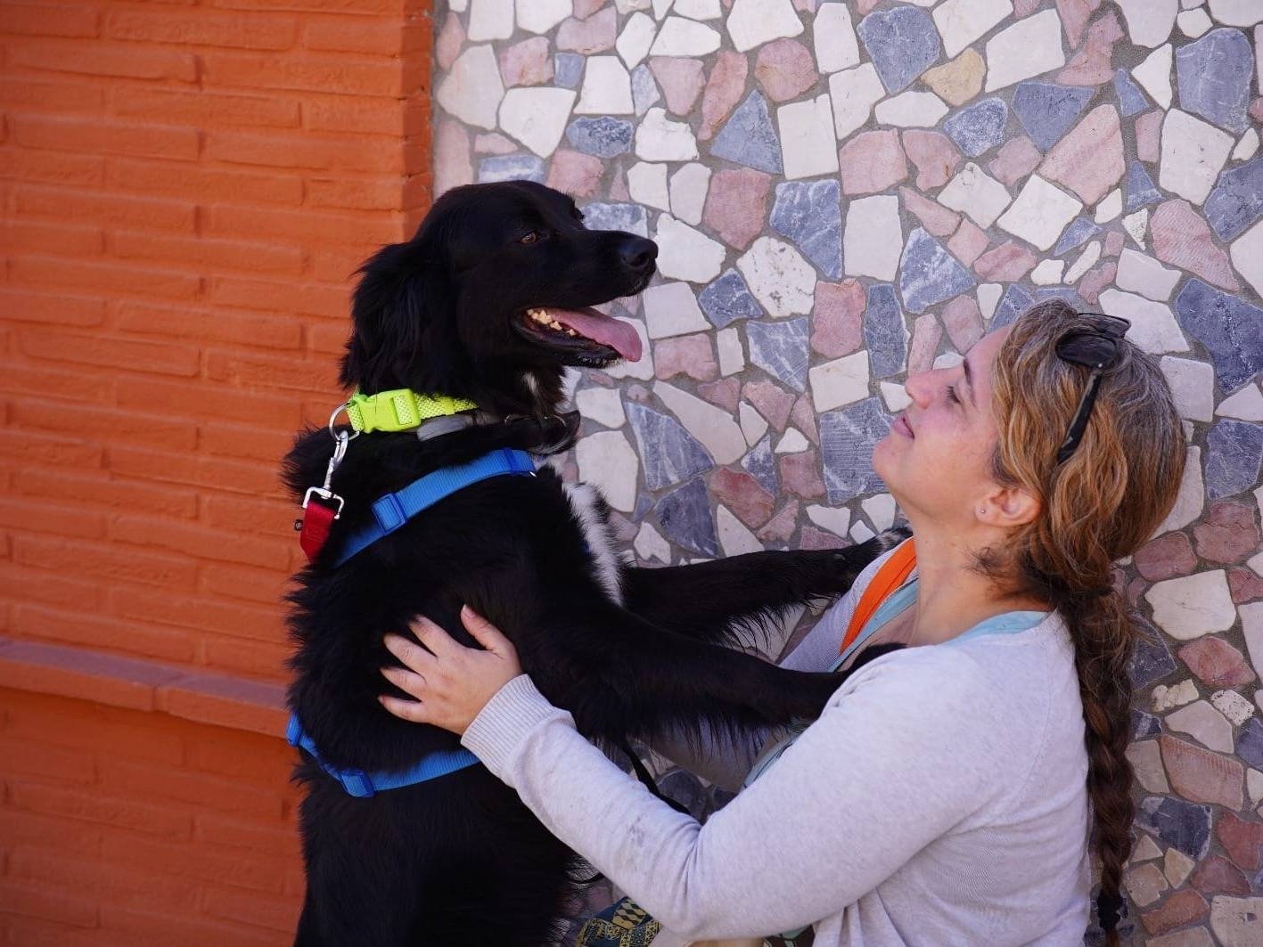 Adotta un cane, taglia media, maschio, Caserta