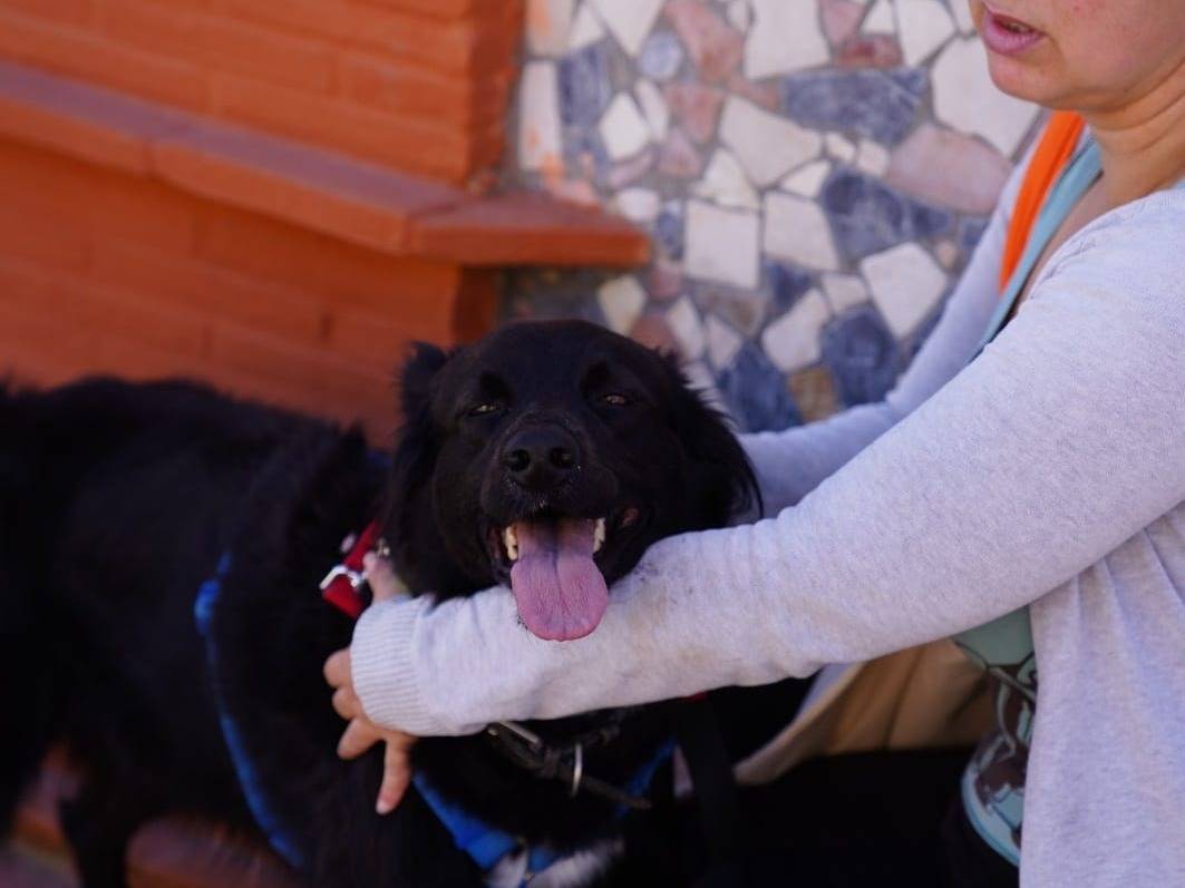 Vuoi adottare un cane a Caserta?