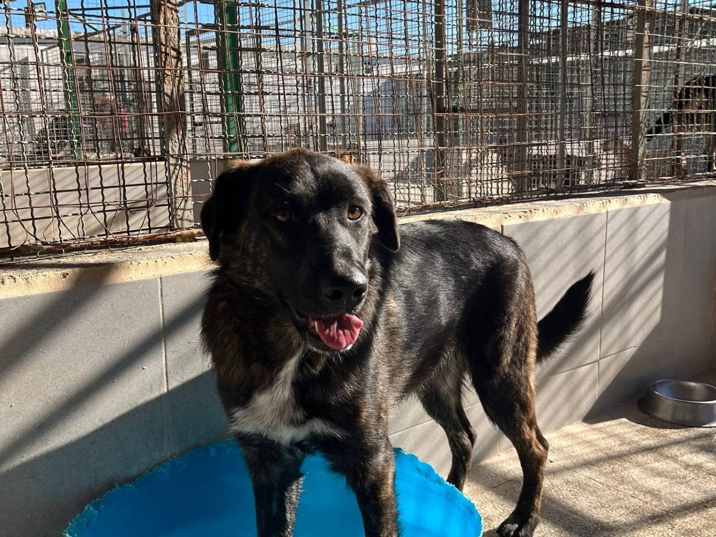 Adozione cane, femmina, Pastore tedesco Pastore Belga Malinois, 1 anno e 5 mesi , taglia media, Caserta