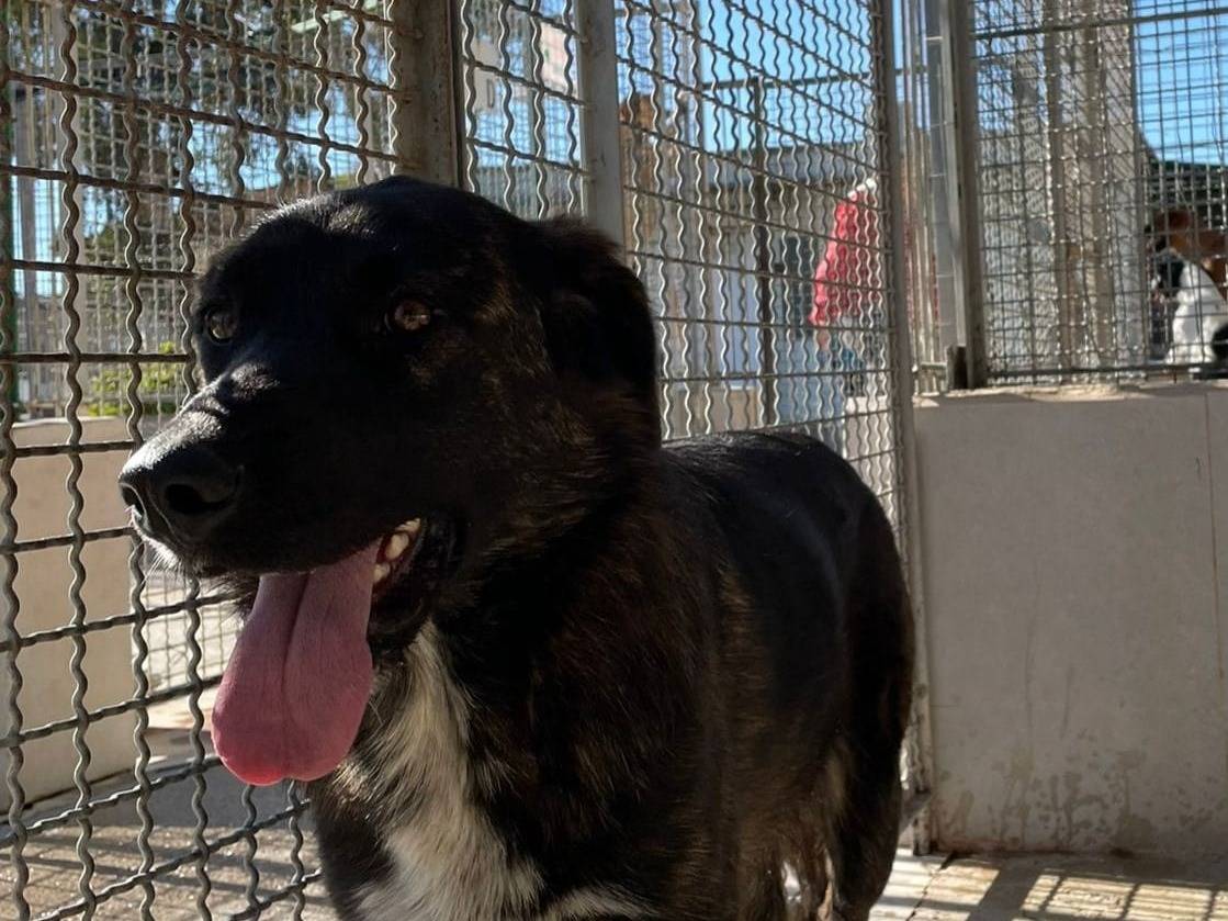 Adotta un cane, femmina, 1 anno e 5 mesi , Caserta