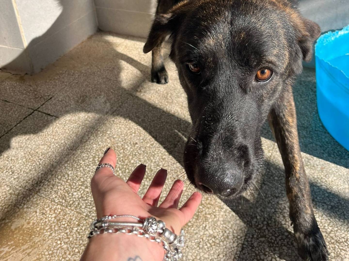 Adotta un cane, taglia media, femmina, Caserta