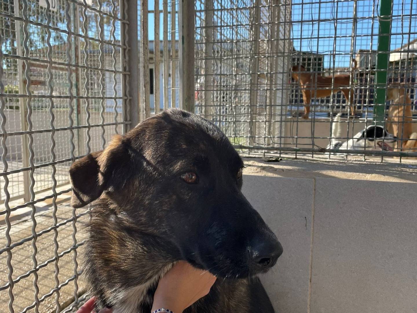 Vuoi adottare un cane a Caserta?