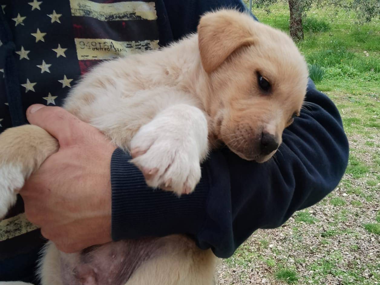 Adotta un cane, taglia grande, maschio, Foggia