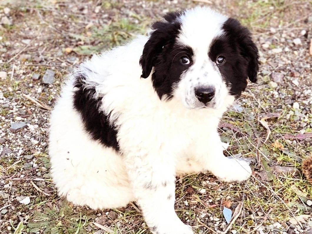 Adotta un cane, maschio, Età non disponibile, Potenza
