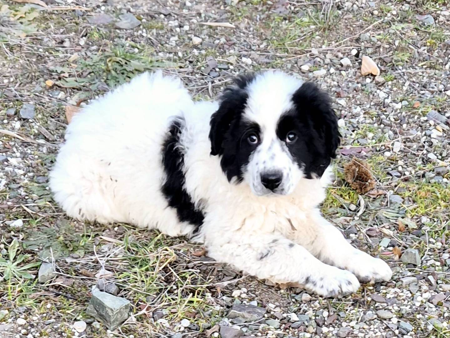 Adotta un cane, taglia media, maschio, Potenza