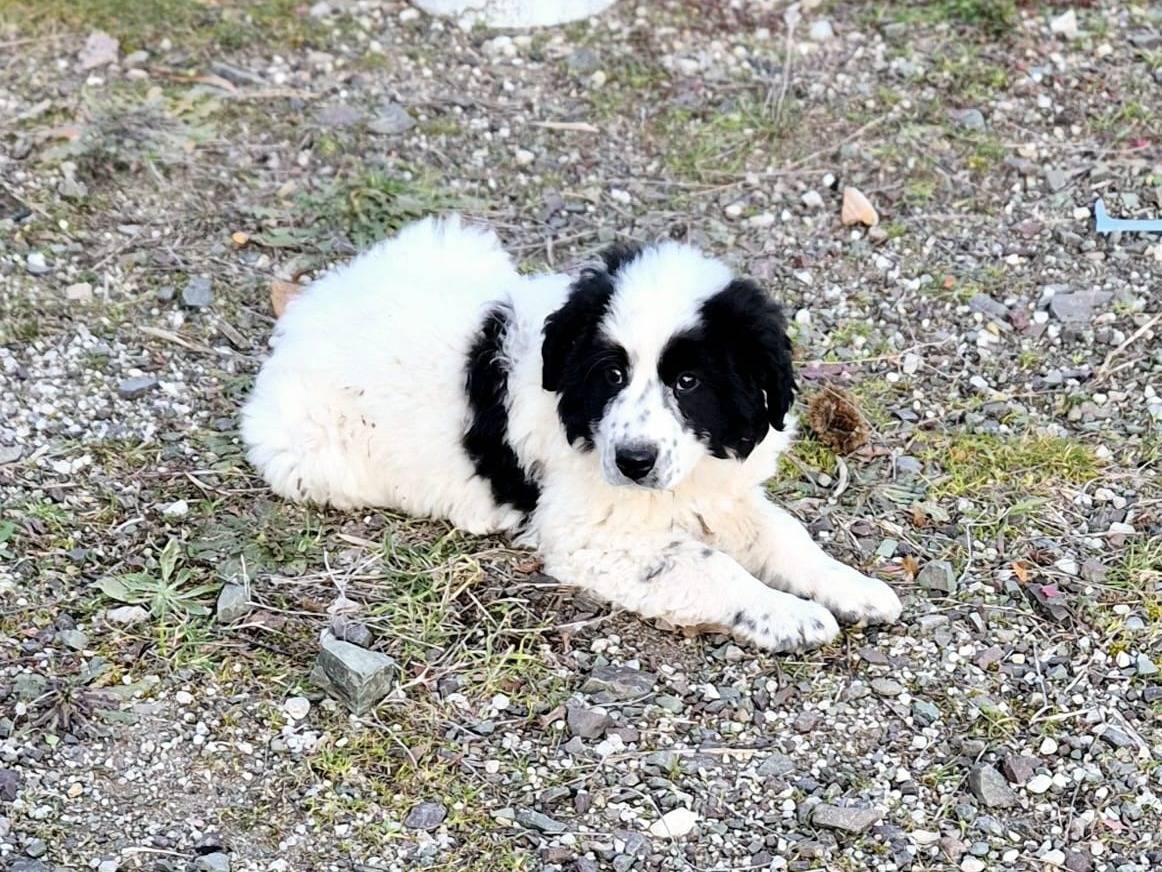 Vuoi adottare un cane a Potenza?