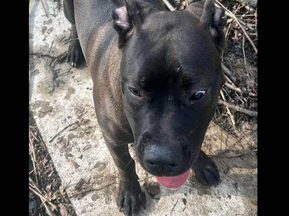 Vuoi adottare un cane a Cremona?