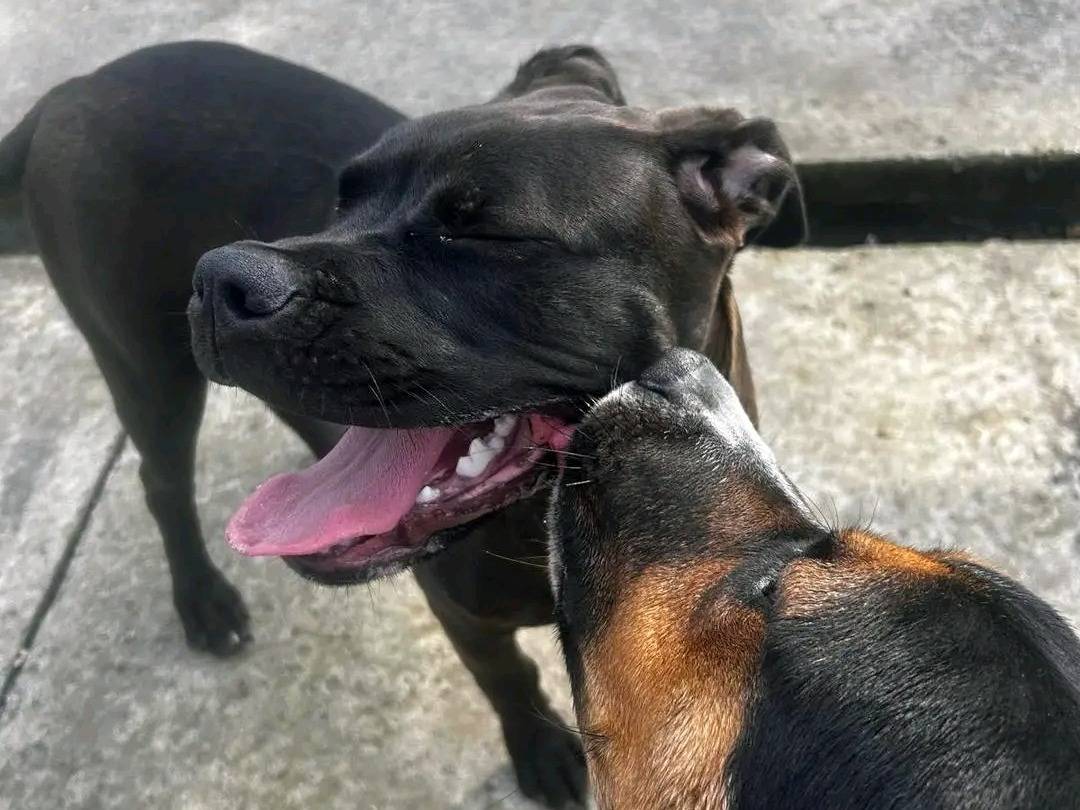 Adotta un cane, taglia media, femmina, Cremona