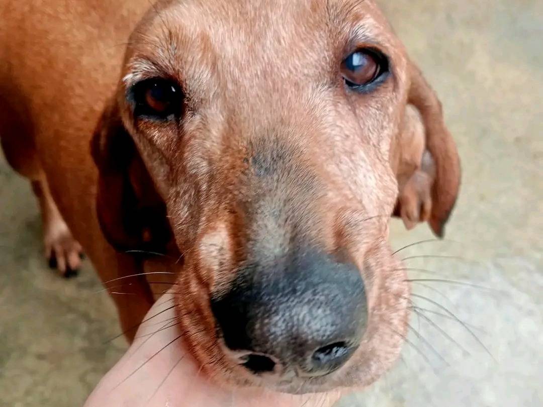 Adotta un cane, femmina, 10 anni , Cremona