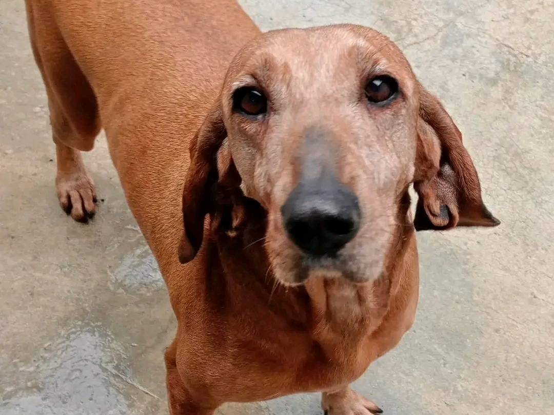 Adotta un cane, taglia media contenuta, femmina, Cremona