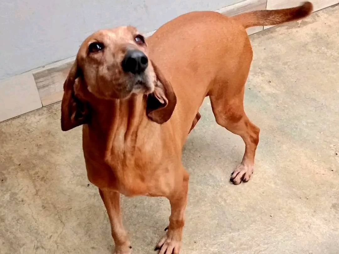 Vuoi adottare un cane a Cremona?
