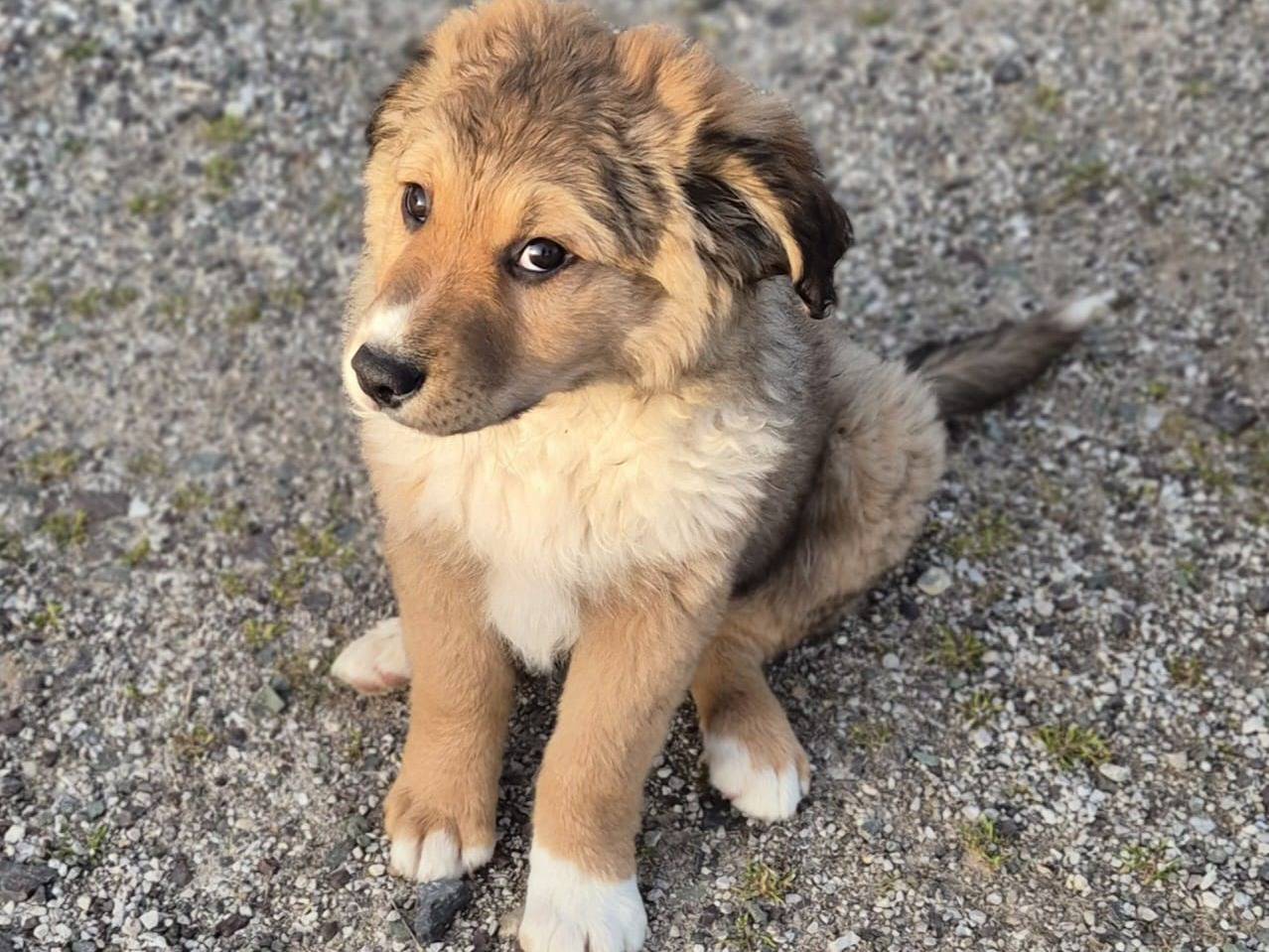 Adotta un cane, maschio, 9 mesi, Potenza