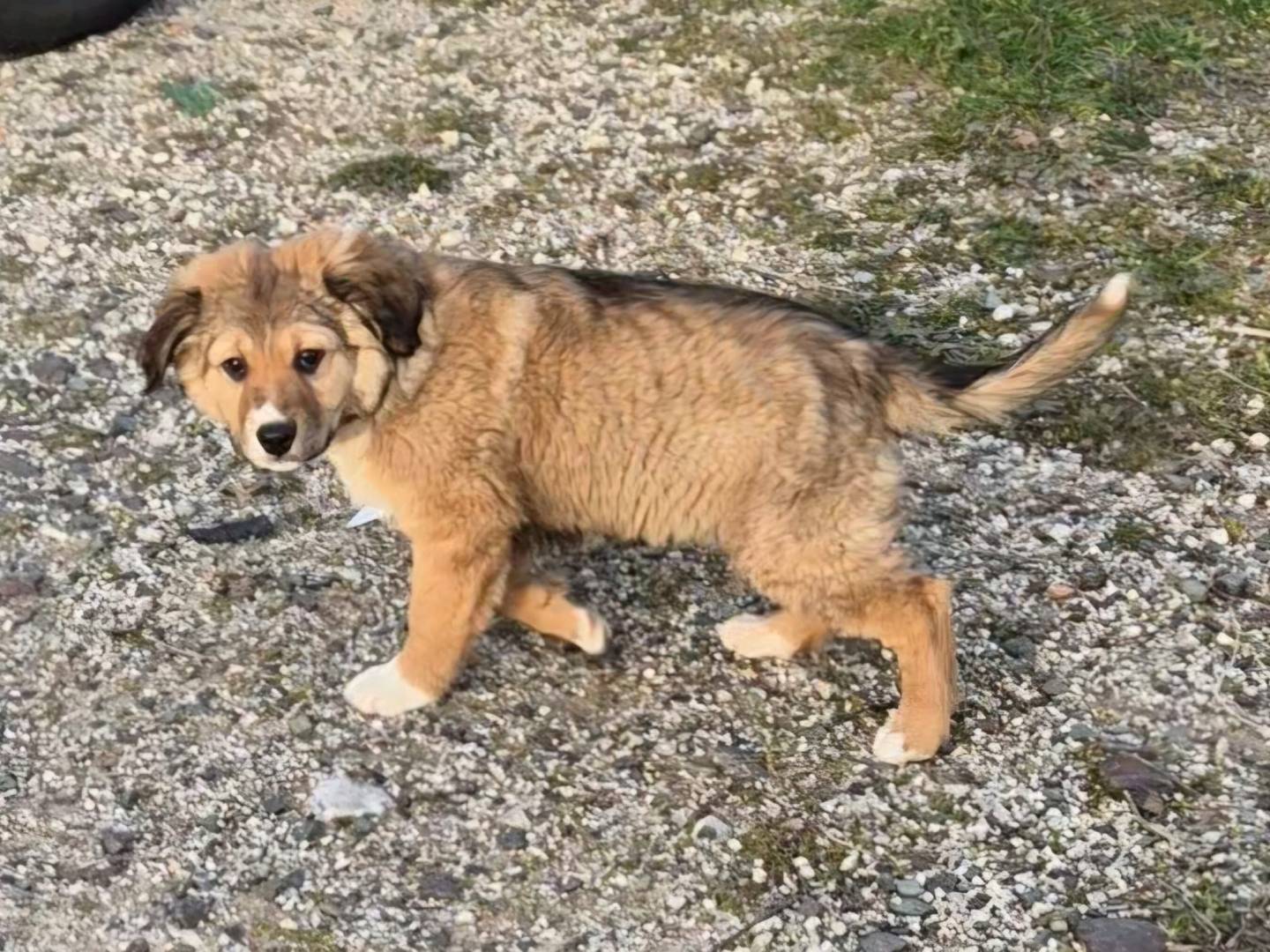 Adotta un cane, taglia media, maschio, Potenza