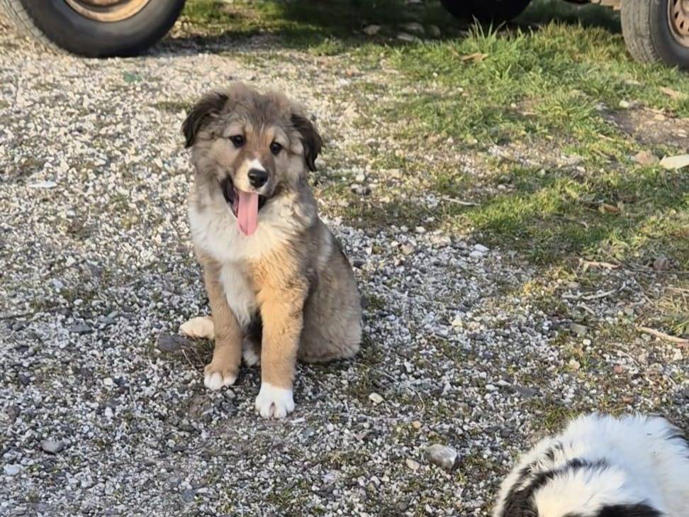 Vuoi adottare un cane a Potenza?