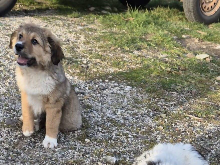 Adotta il cane Paco a Potenza
