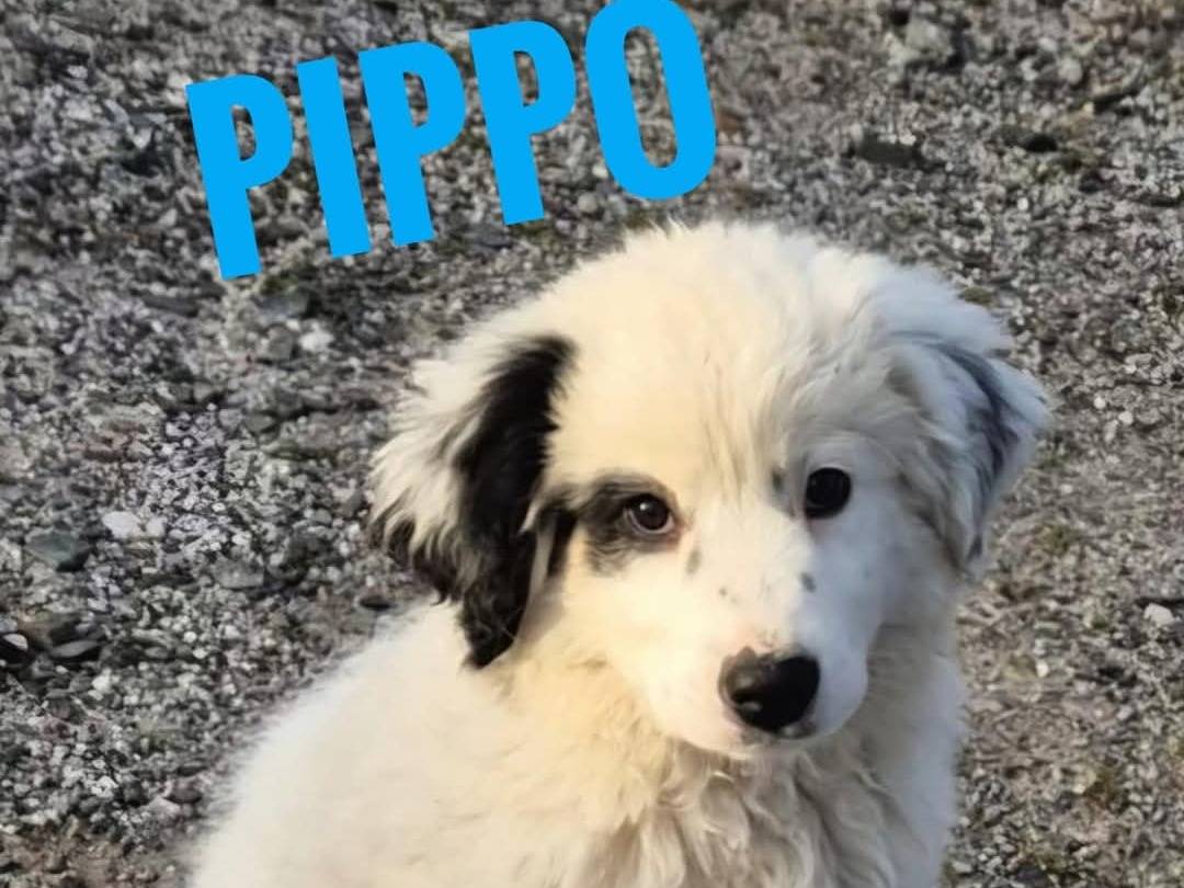 Foto dell'animale