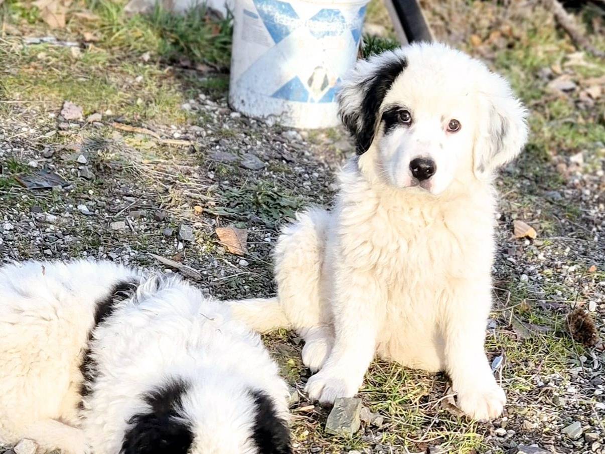 Adotta un cane, taglia media, maschio, Potenza