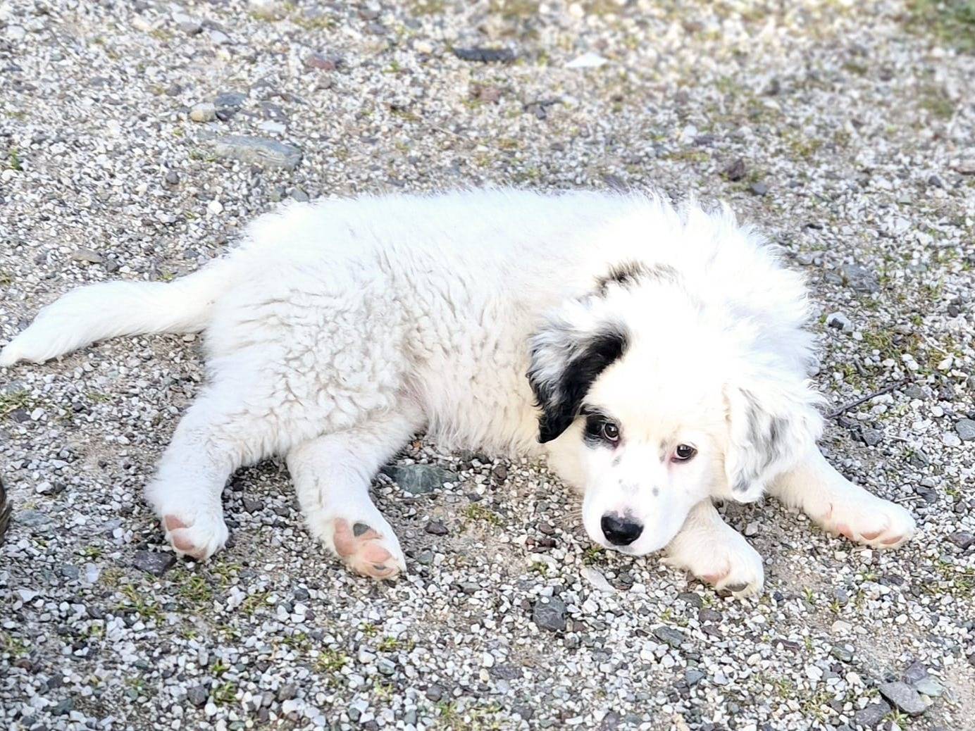 Vuoi adottare un cane a Potenza?