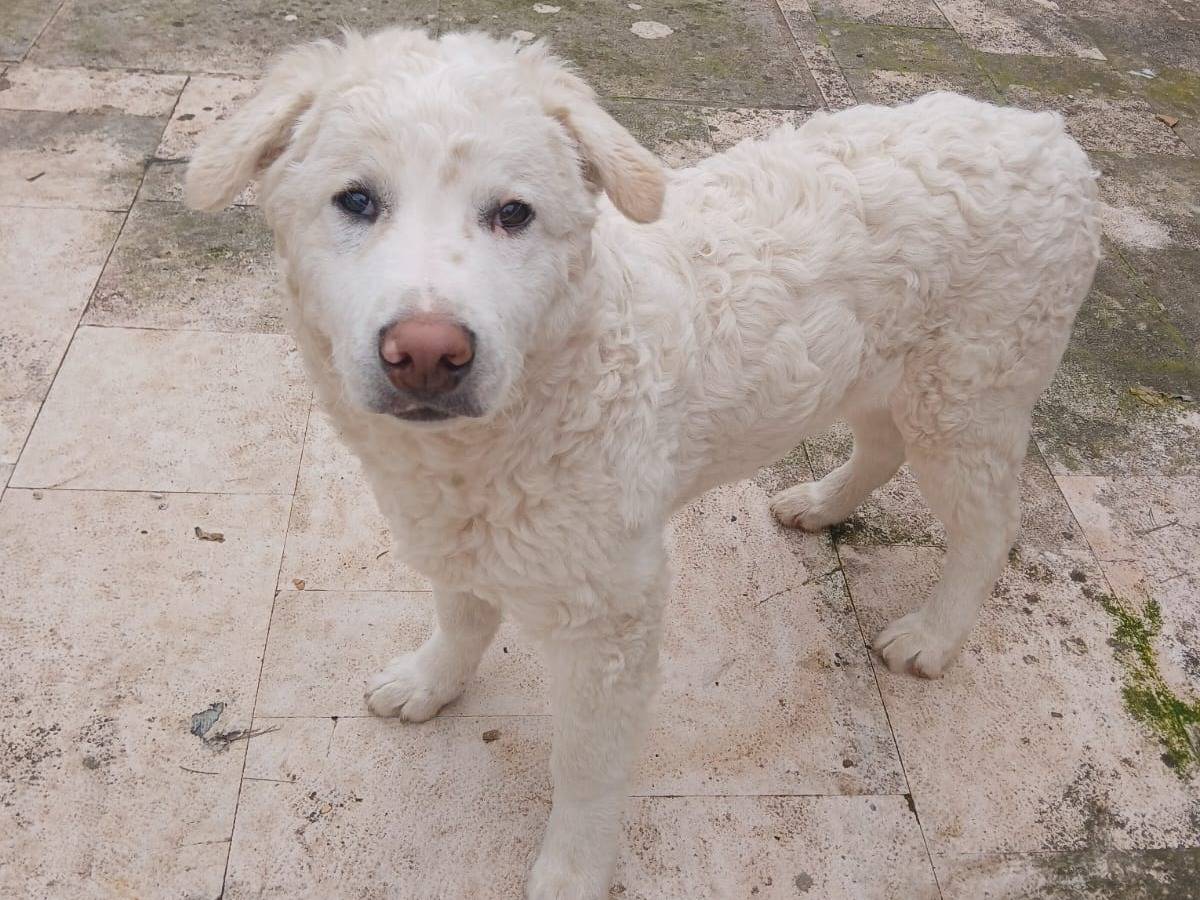 Adozione cane, maschio, Razza sconosciuta Razza sconosciuta, 1 anno e 6 mesi, taglia grande, Bari