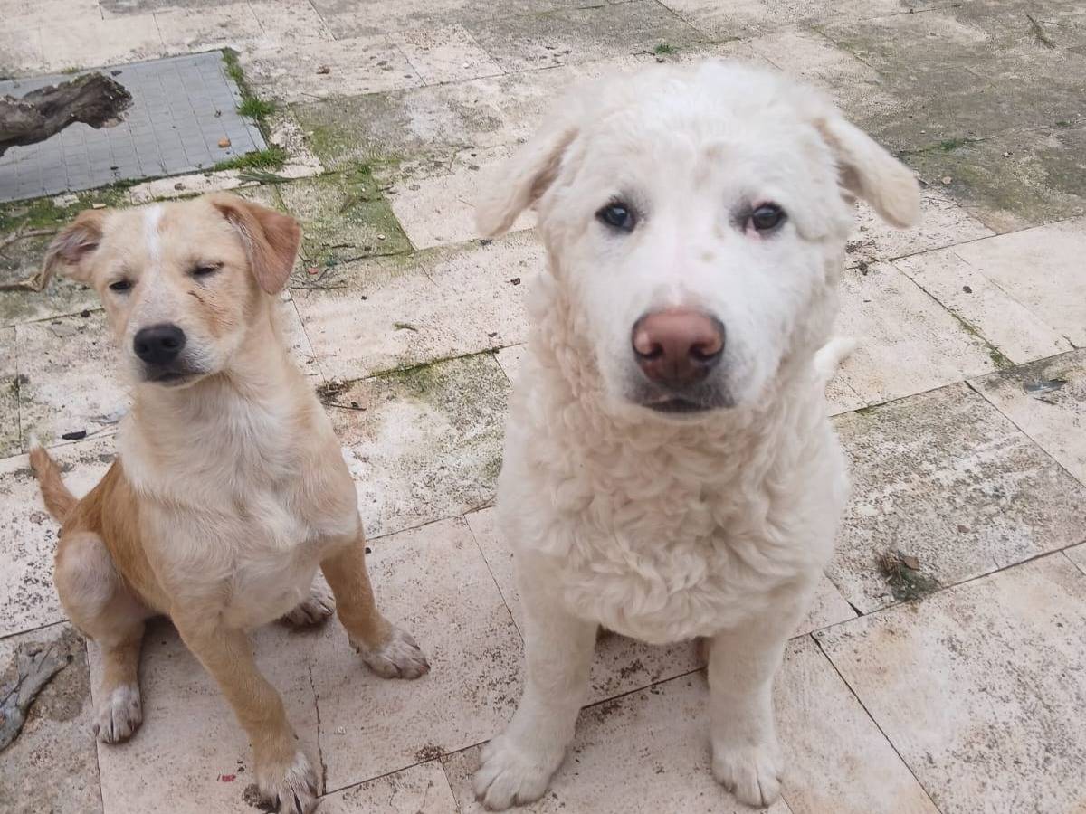 Adotta un cane, maschio, 1 anno e 6 mesi, Bari