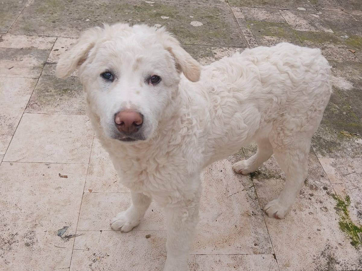 Adotta un cane, taglia grande, maschio, Bari
