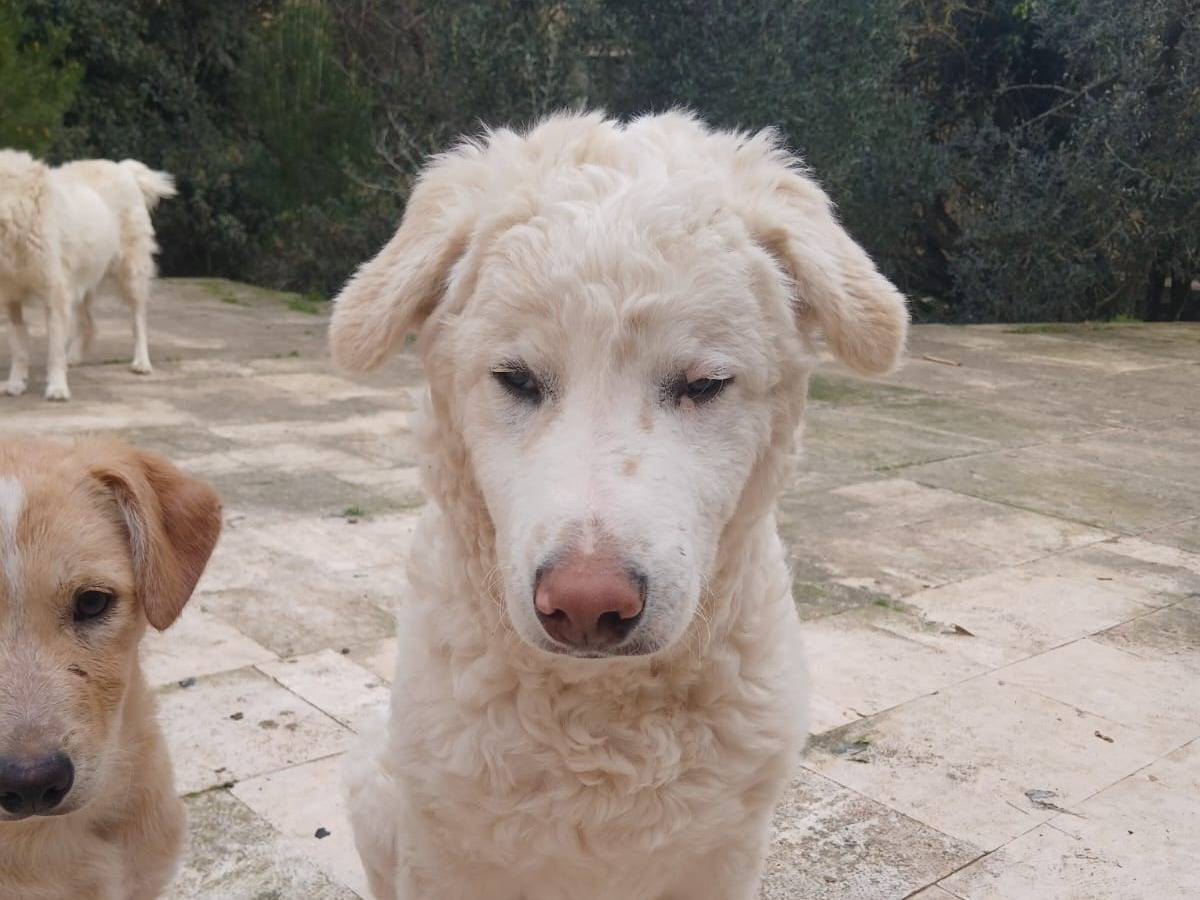 Vuoi adottare un cane a Bari?