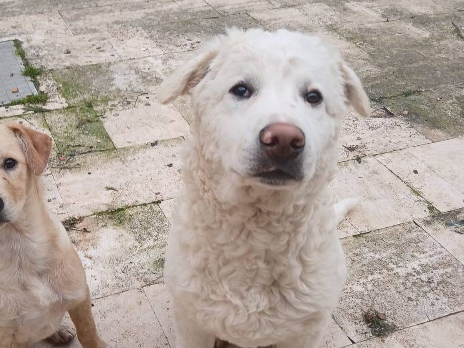 Adotta il cane Hagrid  a Bari