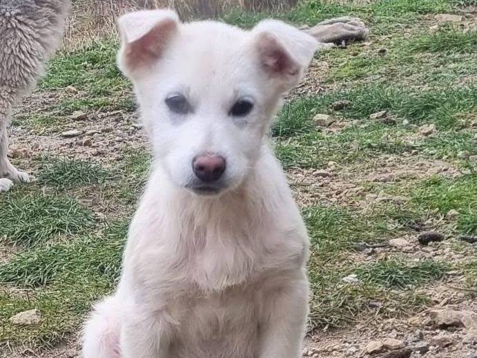 Adozione cane, femmina, Razza sconosciuta Razza sconosciuta, 3 mesi, taglia grande, Crotone