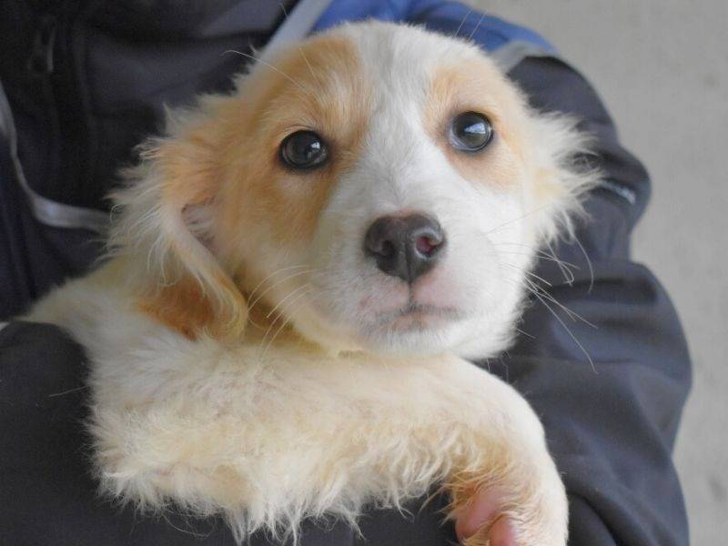 Adotta un cane, femmina, 7 mesi, Roma