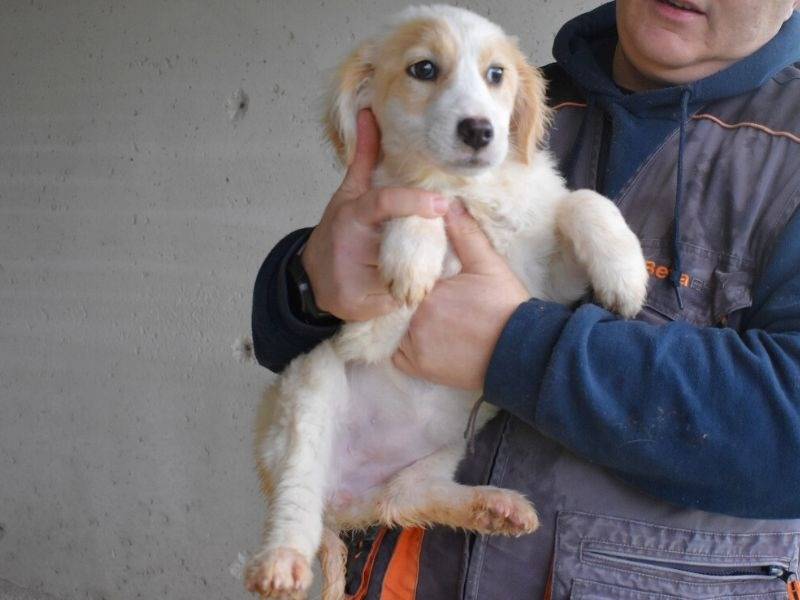 Adotta un cane, taglia media contenuta, femmina, Roma