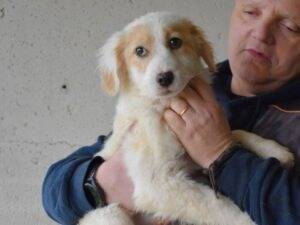 Vuoi adottare un cane a Roma?