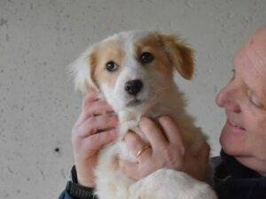 Adotta il cane raynelle a Roma