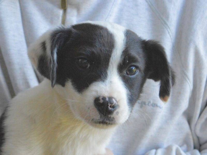 Adozione cane, femmina, Razza sconosciuta Razza sconosciuta, 4 mesi, taglia media contenuta, Roma