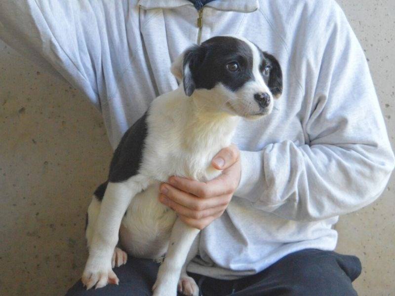 Adotta un cane, femmina, 4 mesi, Roma