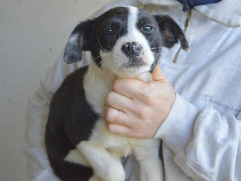 Adotta un cane, taglia media contenuta, femmina, Roma
