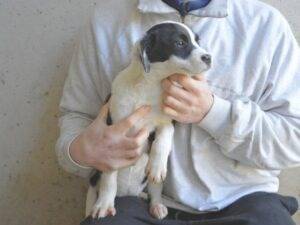 Vuoi adottare un cane a Roma?