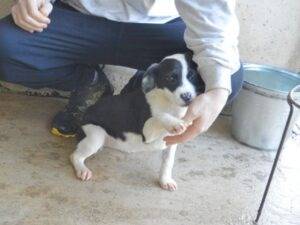 Adotta il cane edelina a Roma