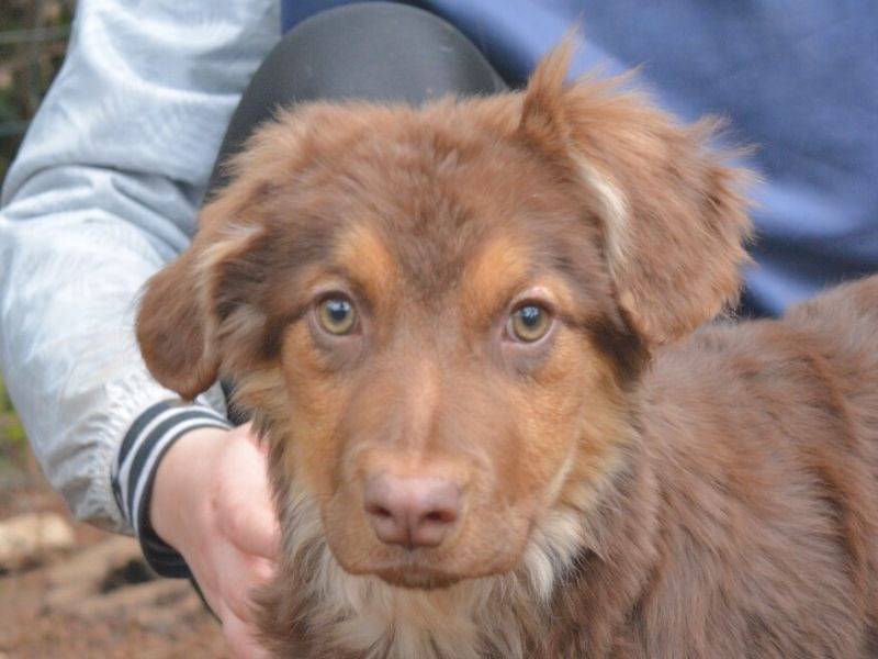 Foto dell'animale