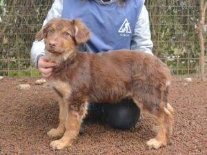 Adotta un cane, taglia media, maschio, Roma