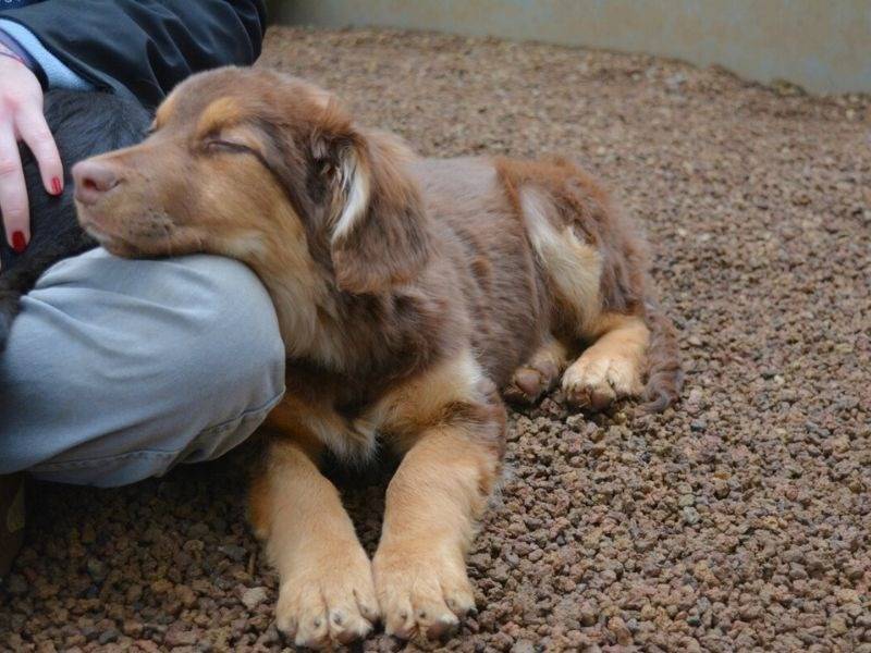 Vuoi adottare un cane a Roma?