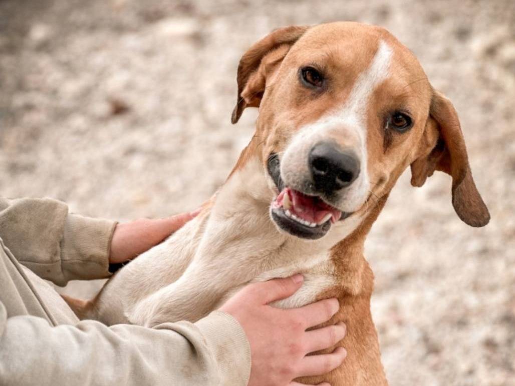 Adotta un cane, maschio, 3 anni , Crotone