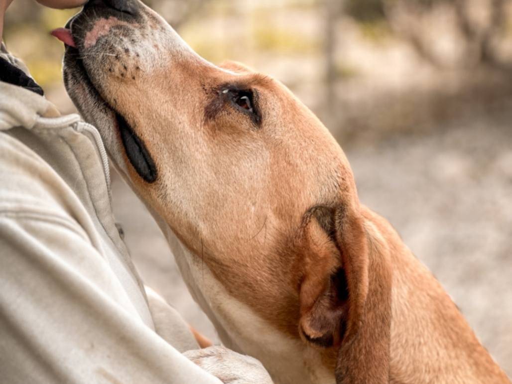 Adotta un cane, taglia media, maschio, Crotone
