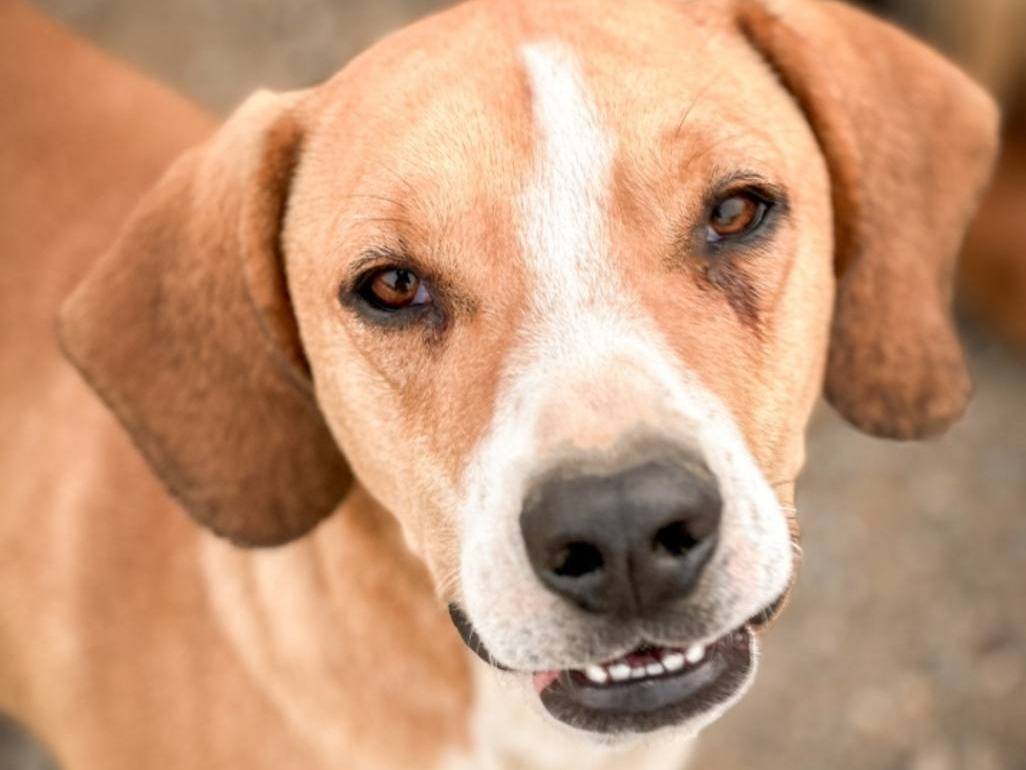 Vuoi adottare un cane a Crotone?